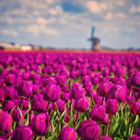 Villa Dutch Beach Petten